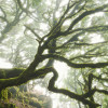Misty Jungle - Slider Item - View 1