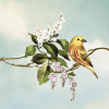 Gazouillis des Oiseaux - Thumbnail View 1