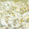 Daisies - Thumbnail View 1