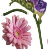 Fiore - Thumbnail View 1