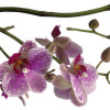 Orchidee - Thumbnail View 1
