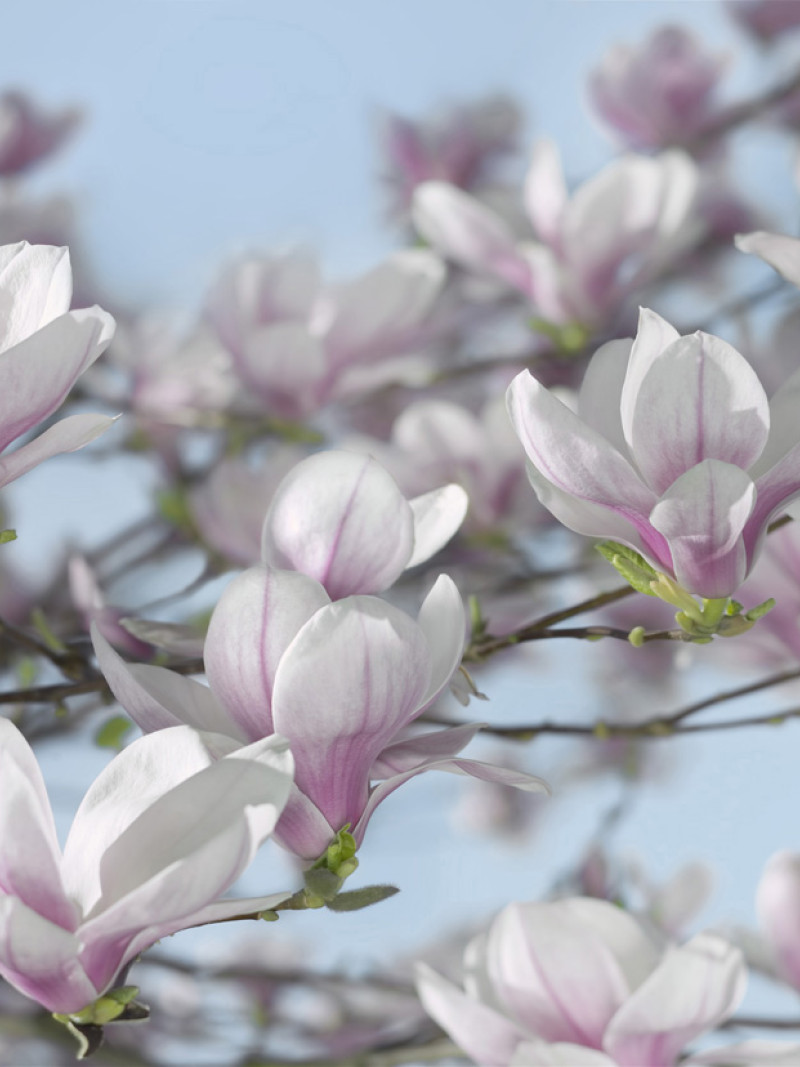 Magnolia - Thumbnail View 1