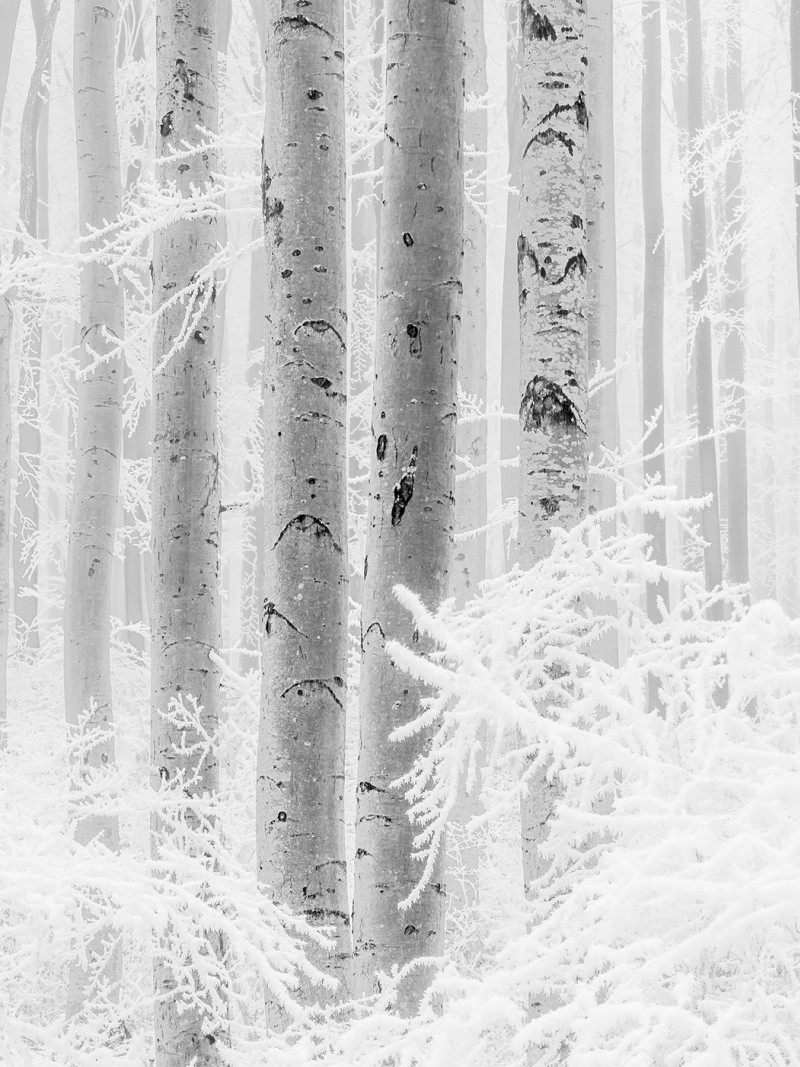 Winter Wood - Thumbnail View 1
