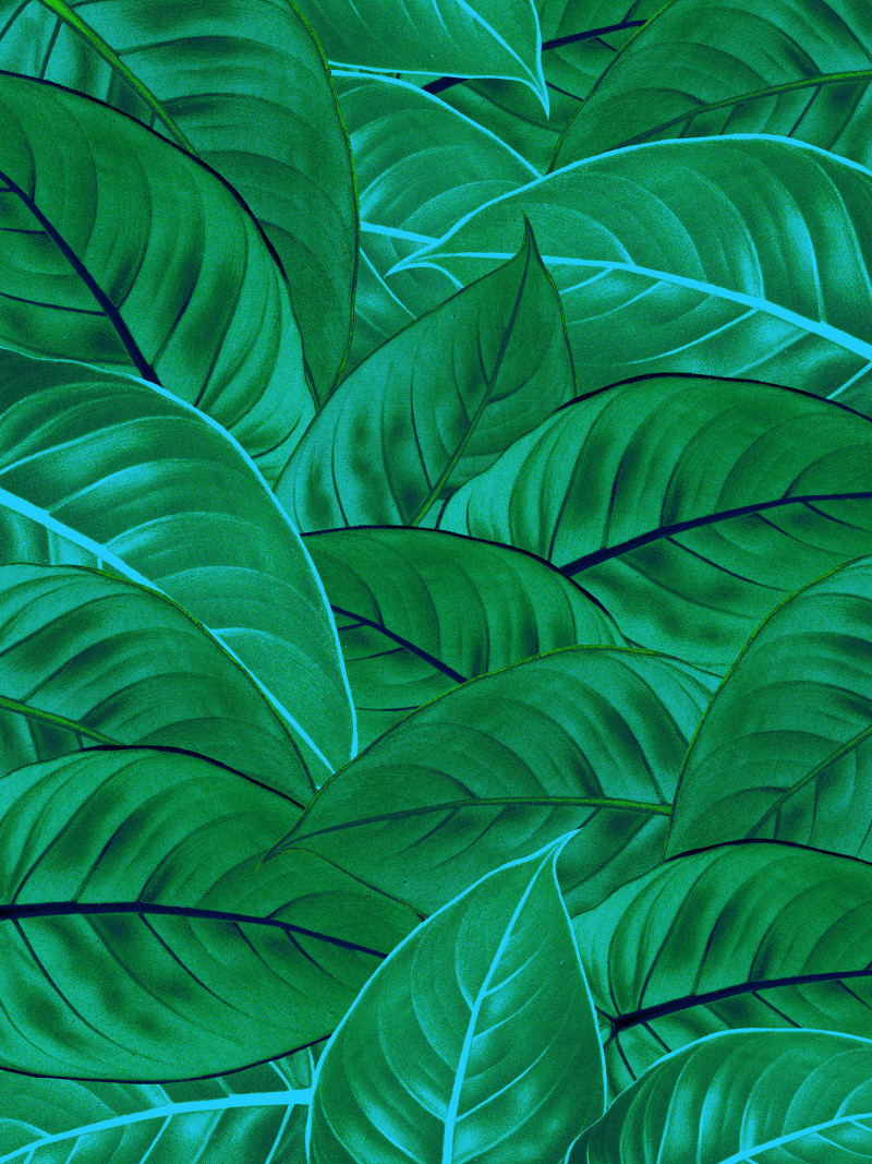Jungle Leaves - Thumbnail View 1