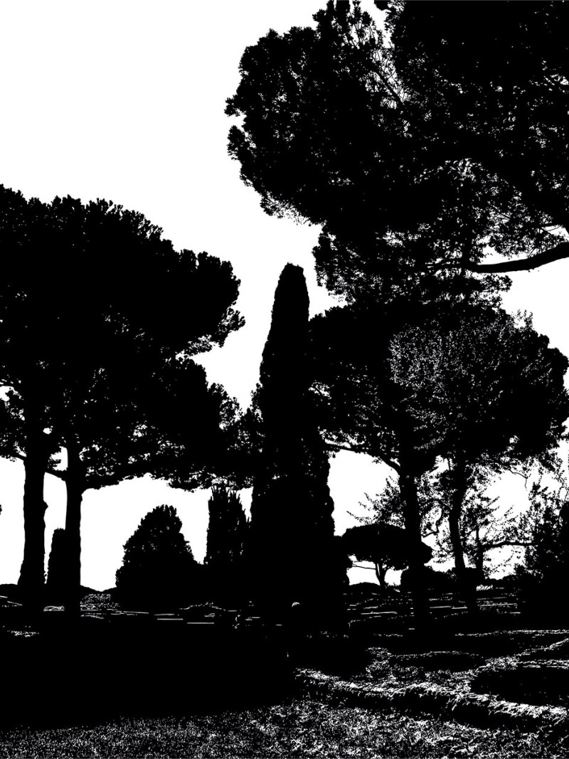 Pine Trees black-white - Thumbnail View 1