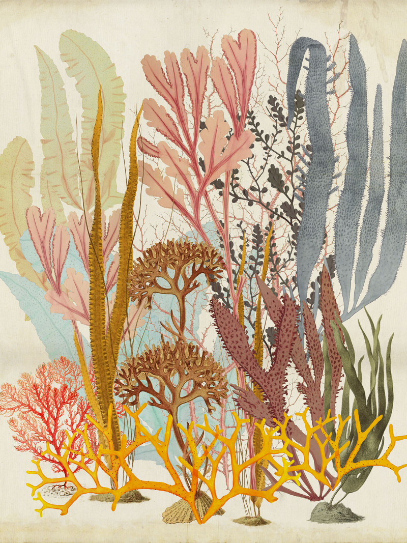 Catchy Corals - Thumbnail View 1
