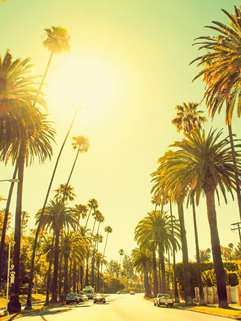 Palm Alley - Thumbnail View 1