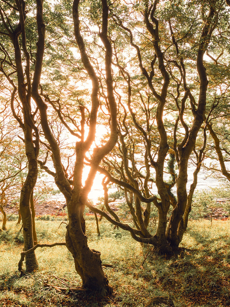 Bold Birch - Thumbnail View 1