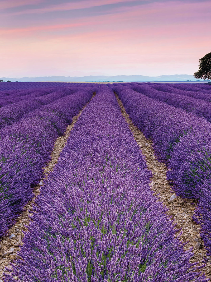 Provence - Thumbnail View 1