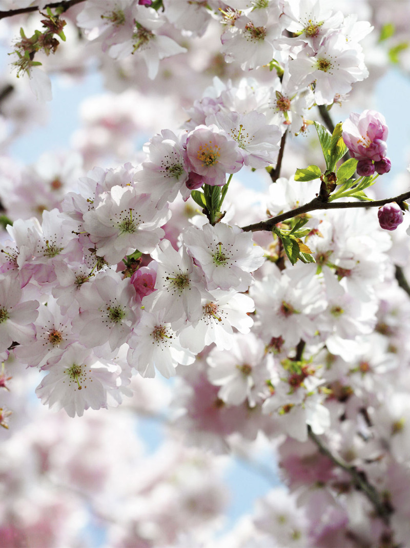 Spring - Thumbnail View 1