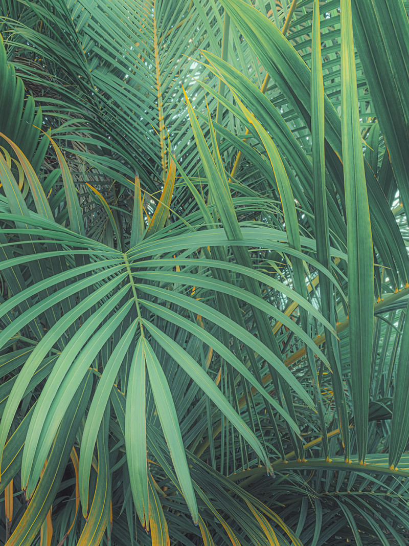 Foggy Fern - Thumbnail View 1