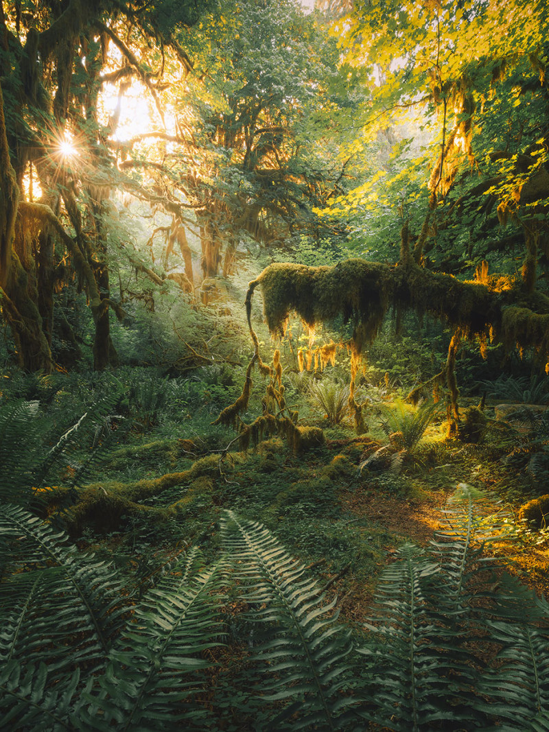Hall of Mosses - Thumbnail View 1