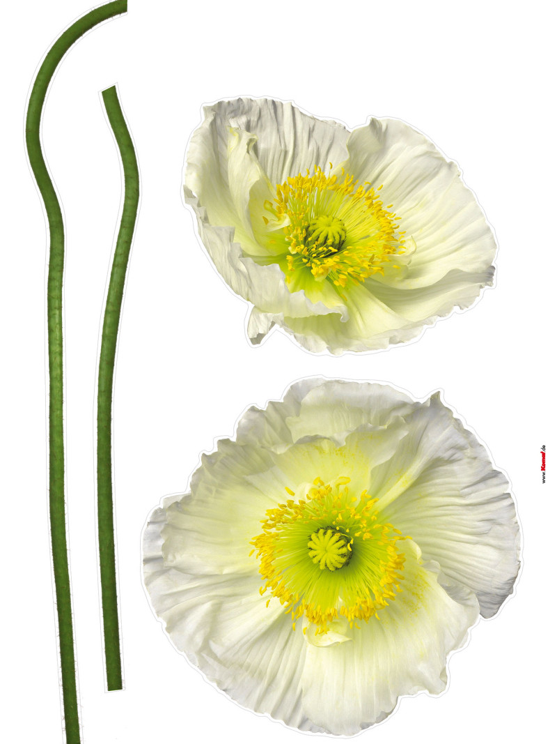 Pavot Blanc - Thumbnail View 1
