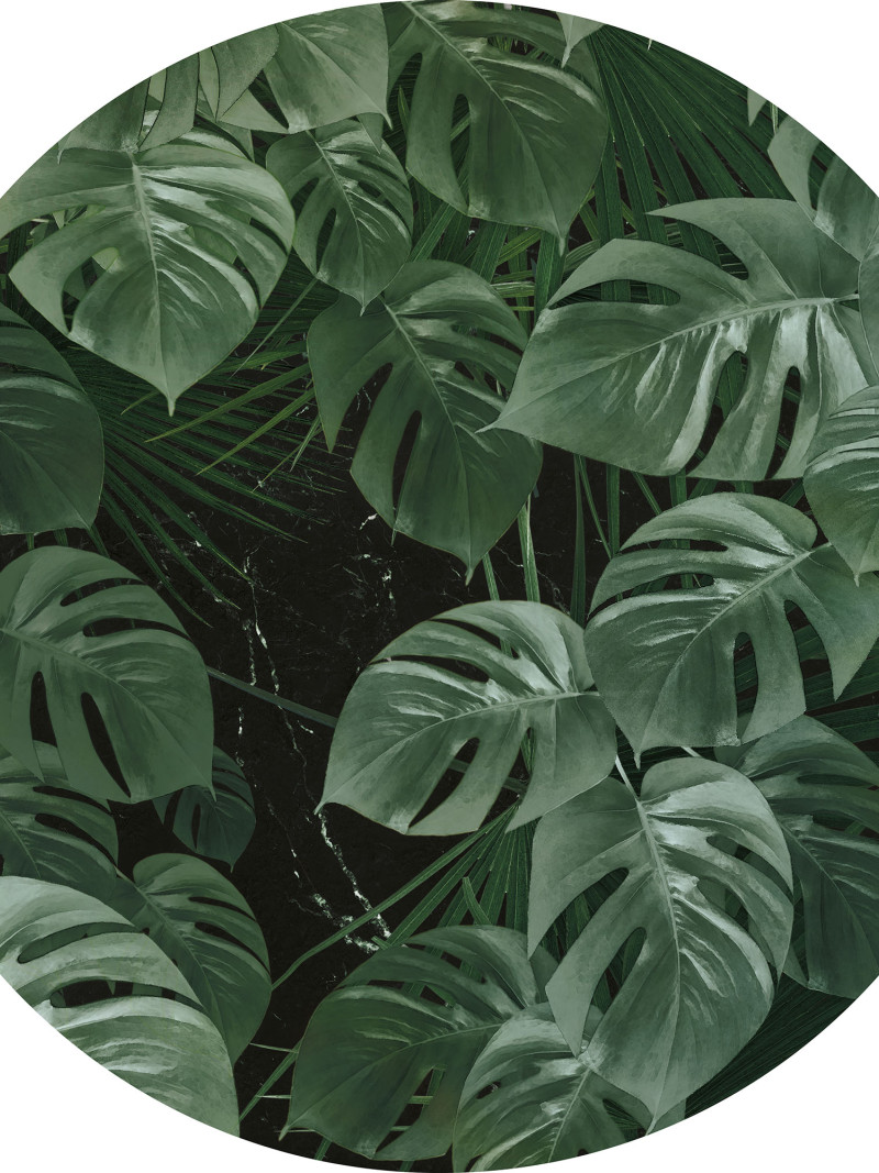 Novel Monstera - Thumbnail View 1