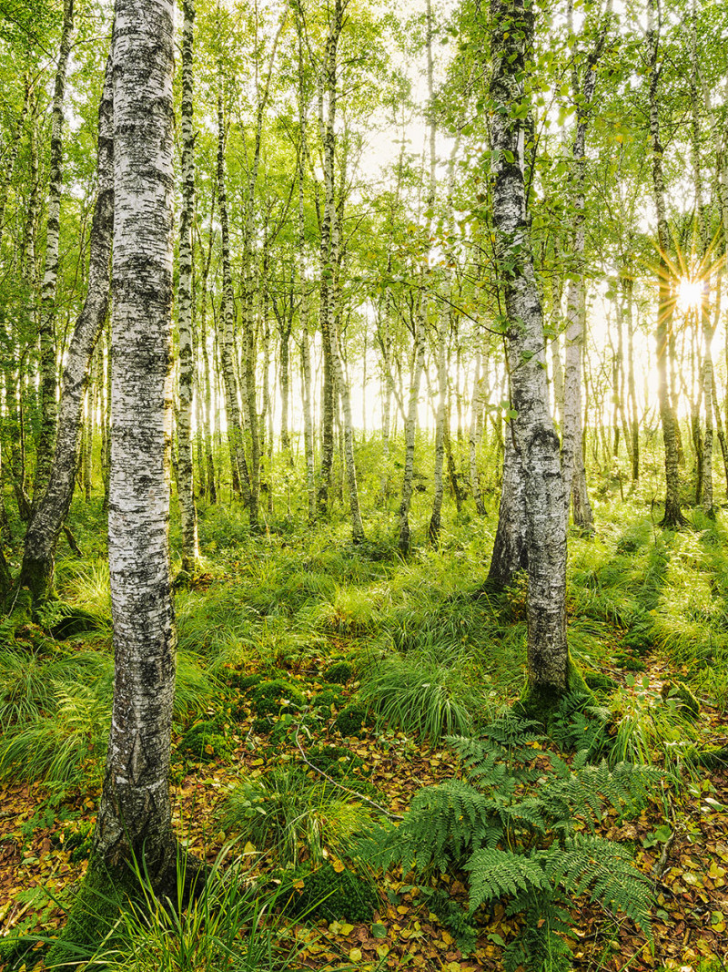 Birch Trees - Thumbnail View 1