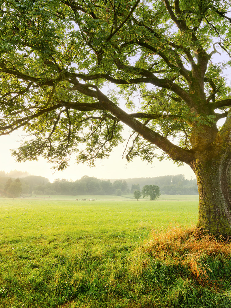 The Magic Tree - Thumbnail View 1