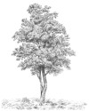 Arbre - View 1