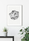 Succulent Aeonium