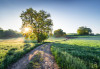 Meadow Trail - View 1