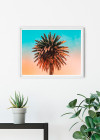 Palm Tree
