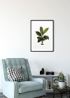 Elastica Leaf