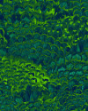 Feathers - View 1