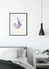 Autumn Crocus