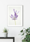 Autumn Crocus