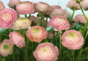 Gentle Rosé - View 1