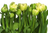 Tulips - View 1