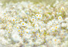 Daisies - View 1