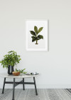 Elastica Leaf
