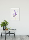 Autumn Crocus