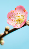 Peach Blossom - View 1