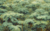 Jungle Lands - View 1