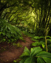 The Path - View 1