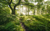 Mystic Path - View 1