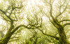 Green Fire - View 1
