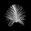 Feather Black