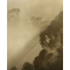 Golden Light