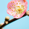 Peach Blossom