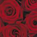 Roses - Thumbnail View 1