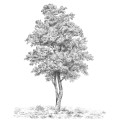 Arbre - Thumbnail View 1