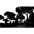 Pine Trees black-white - Thumbnail View 1