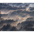 Rays - Thumbnail View 1
