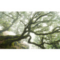 The Forgotten Forest - Thumbnail View 1