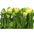 Tulips - Thumbnail View 1
