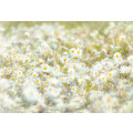 Daisies - Thumbnail View 1