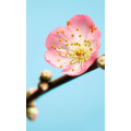 Peach Blossom - Thumbnail View 1