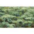 Jungle Lands - Thumbnail View 1